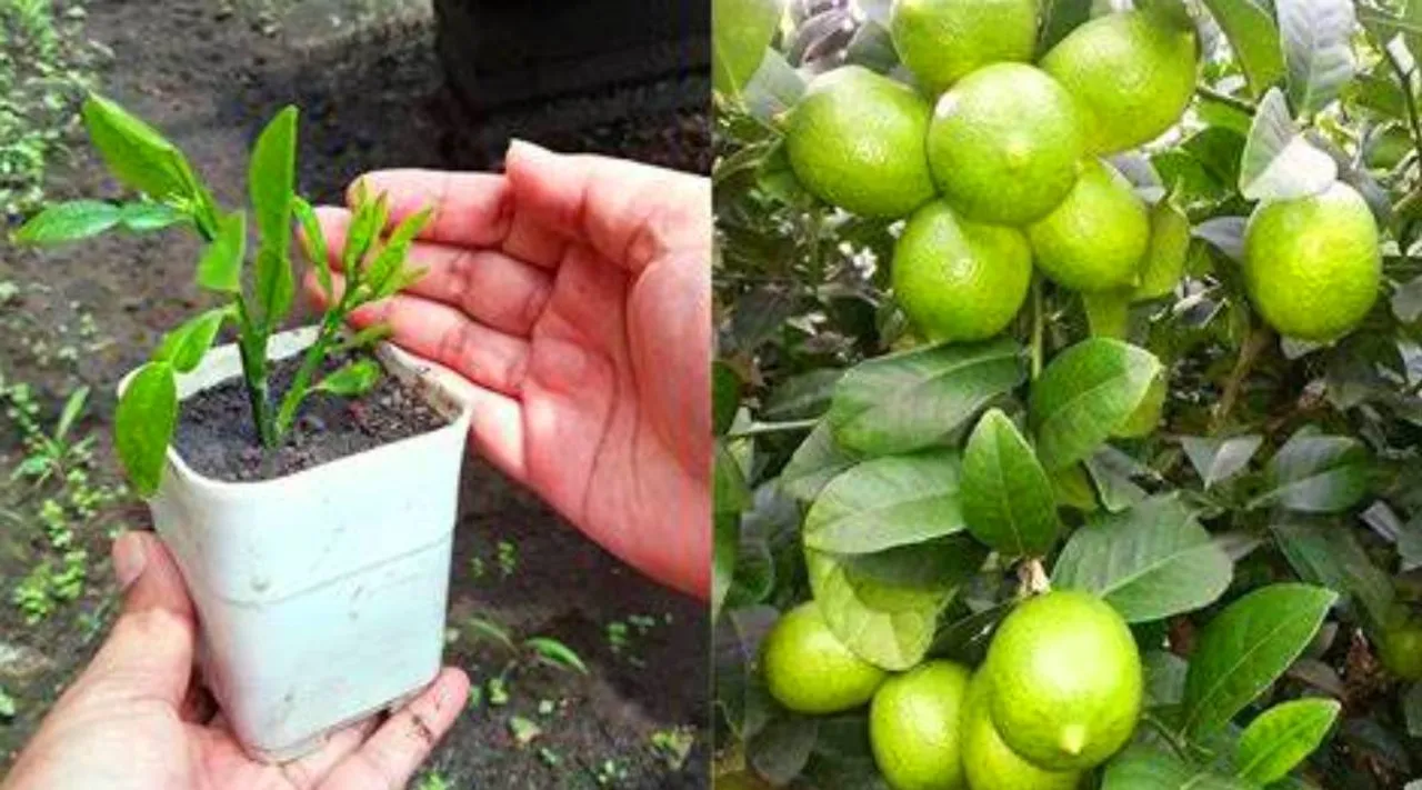 how to get lemon from lemon tree