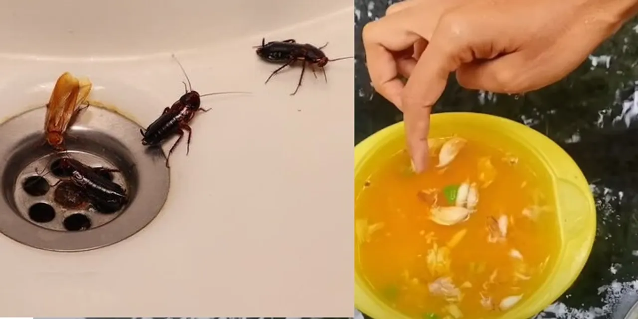 Homemade roach remedies