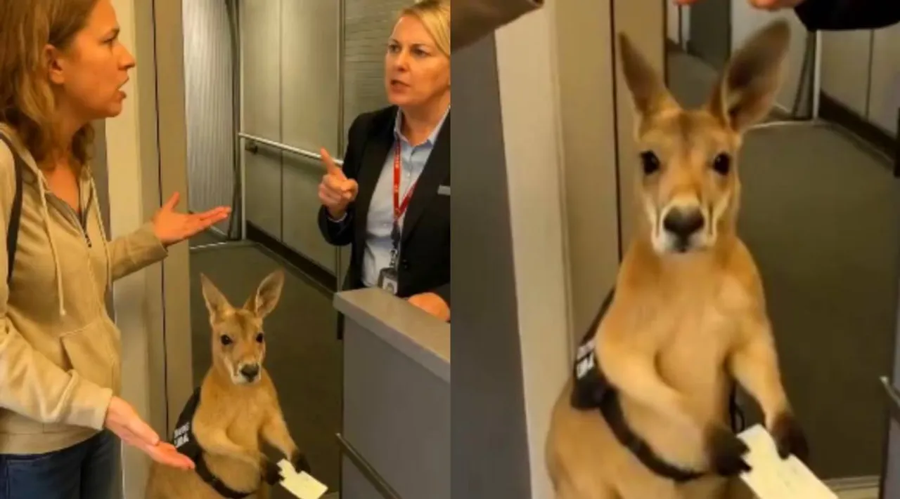 kangaroo-on-plane