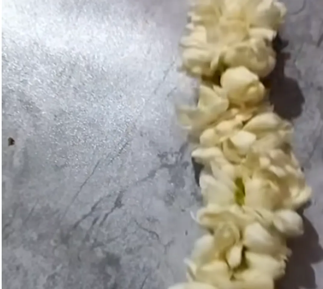 jasmine