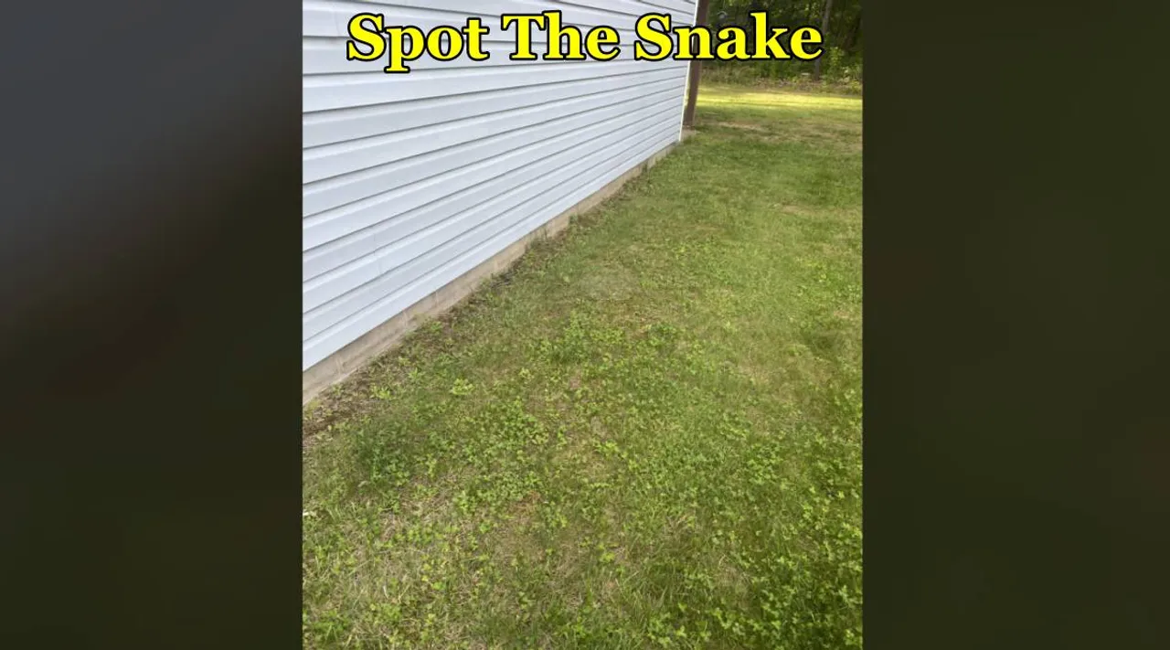 snake 
