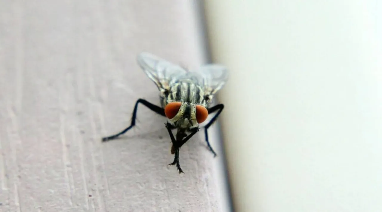 flies