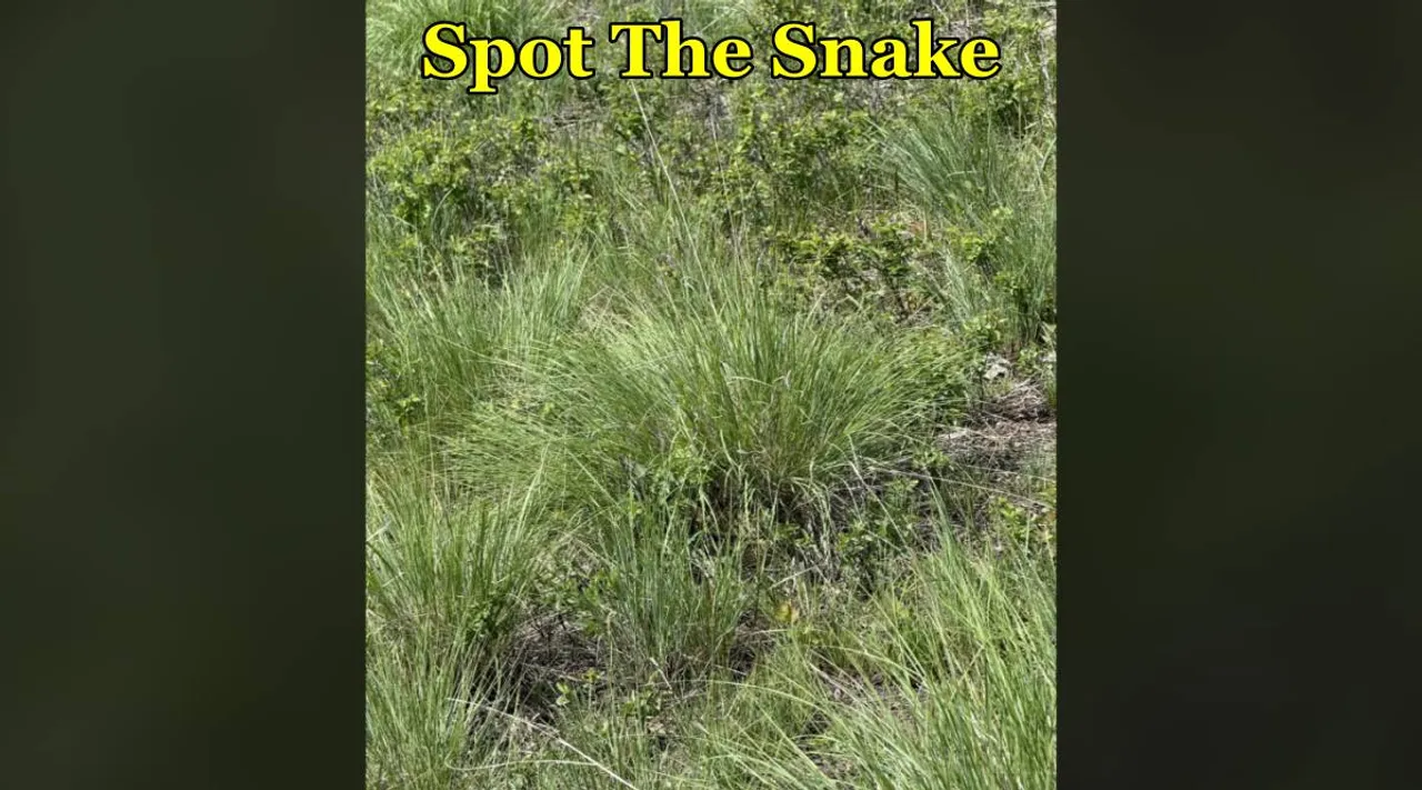 snake