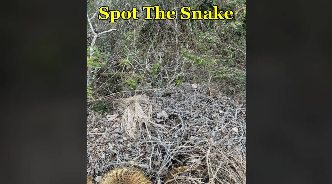 snake