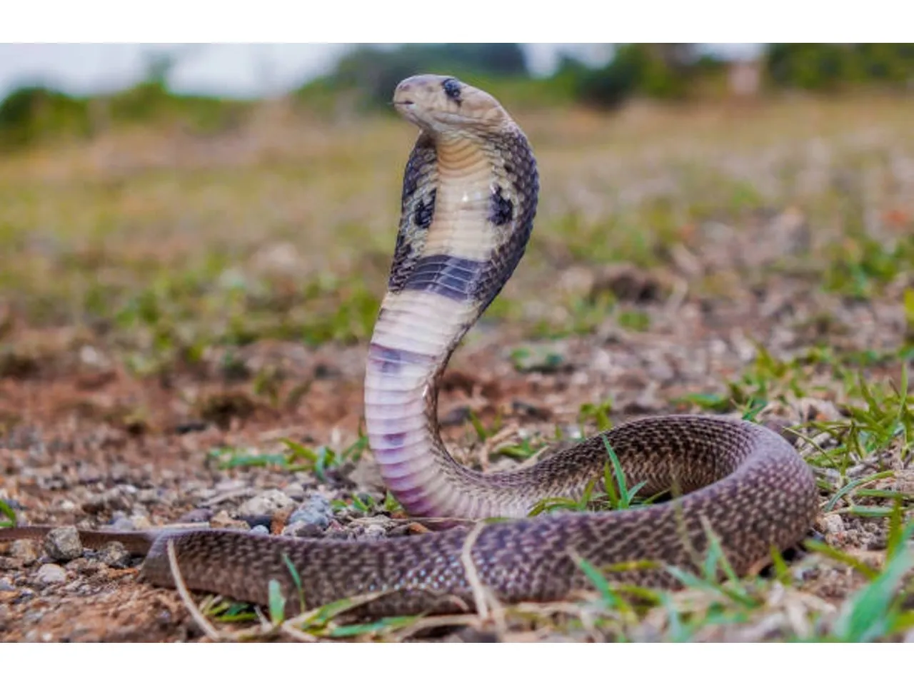 snake