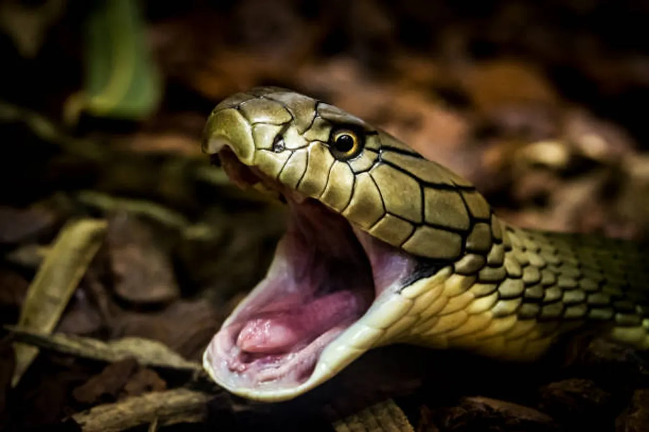 snake