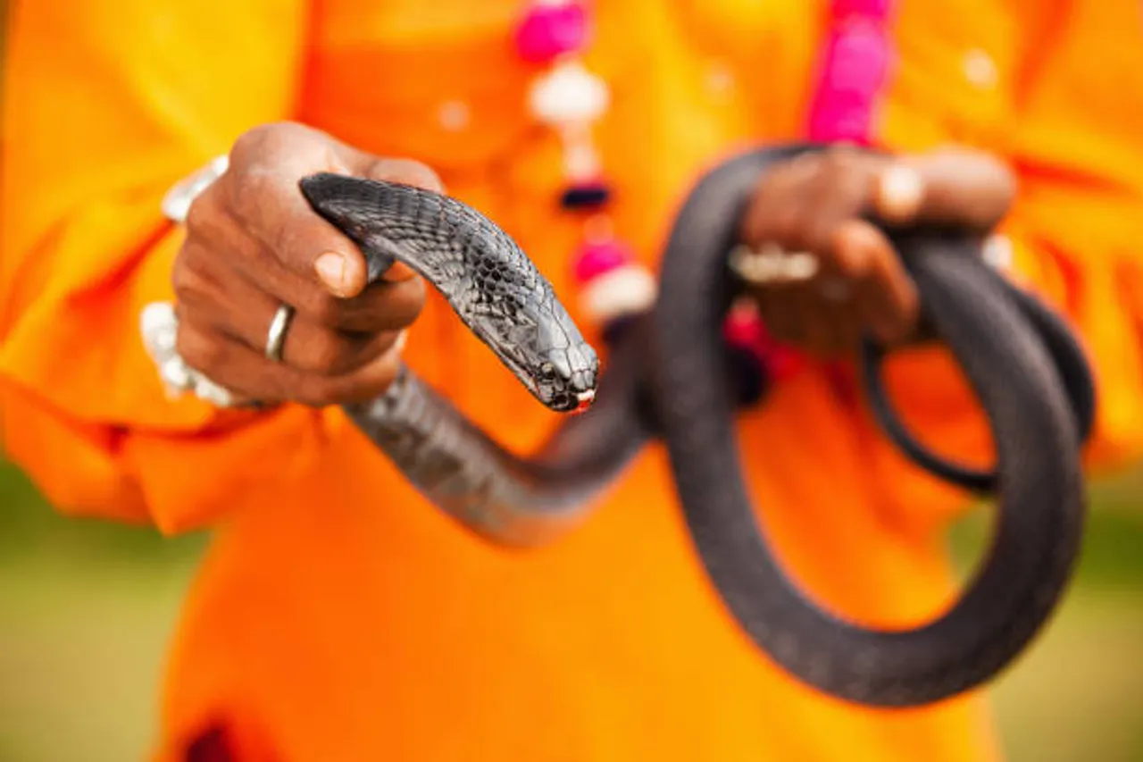 snake