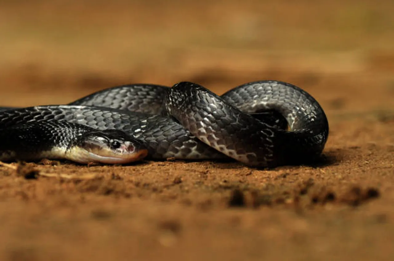 snake