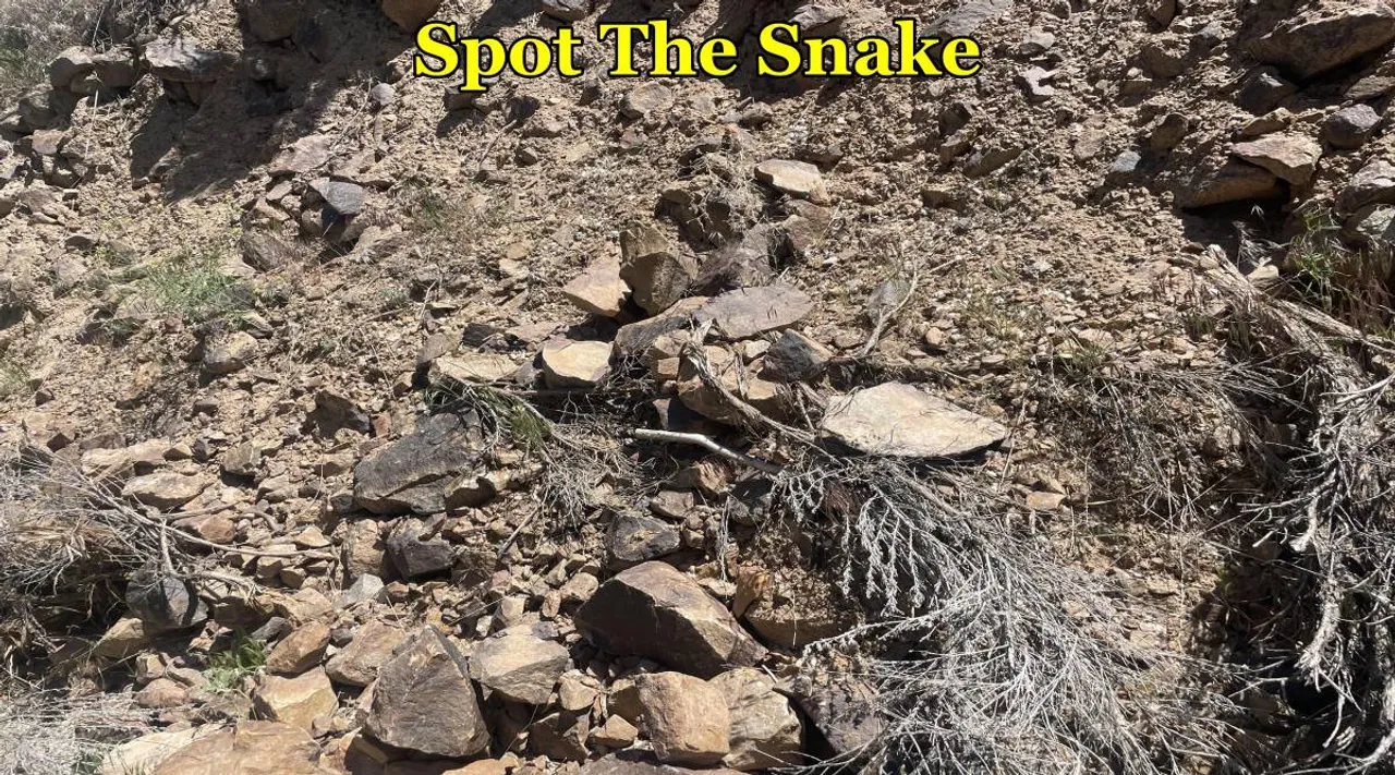 snake