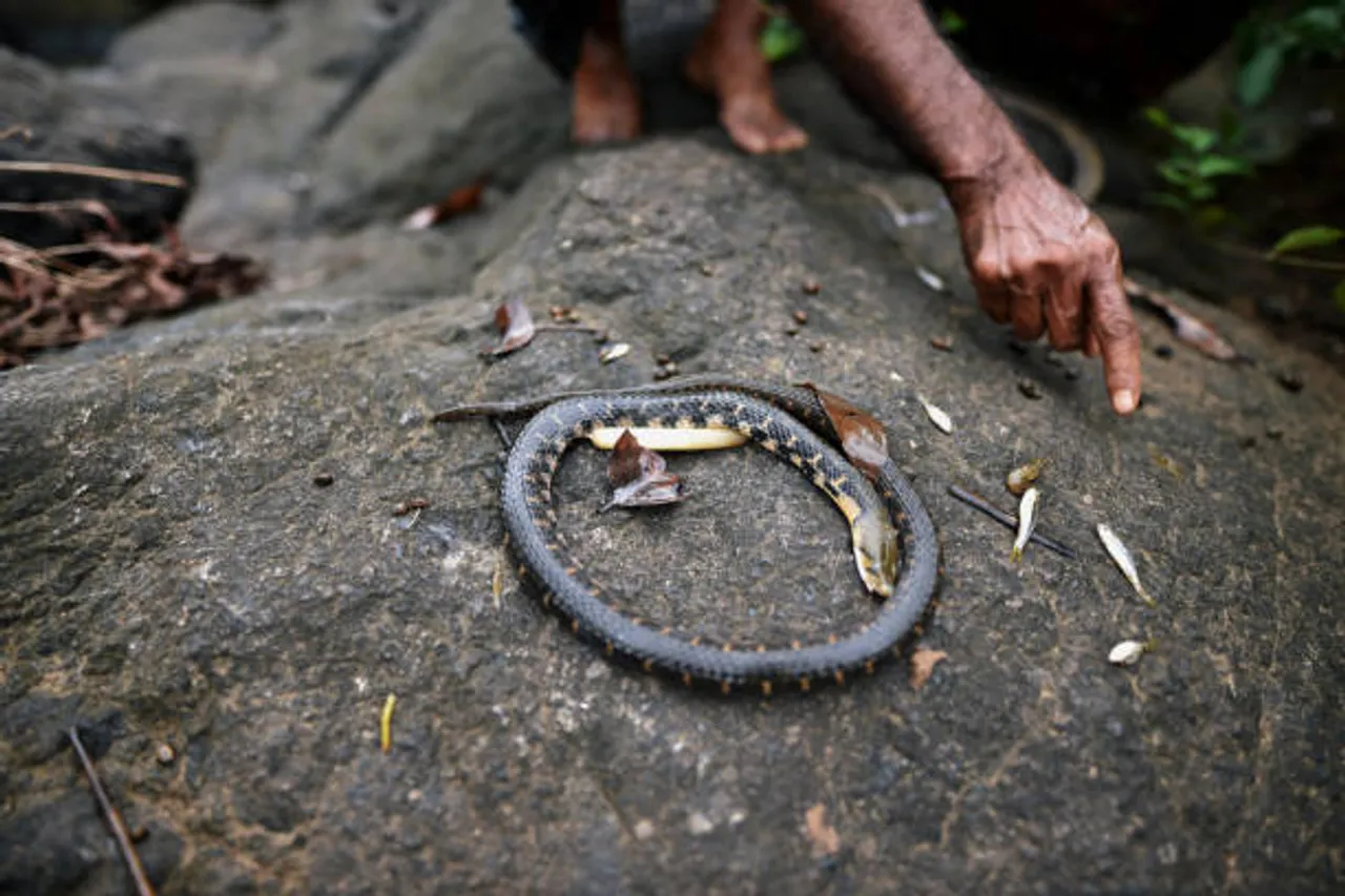 snake
