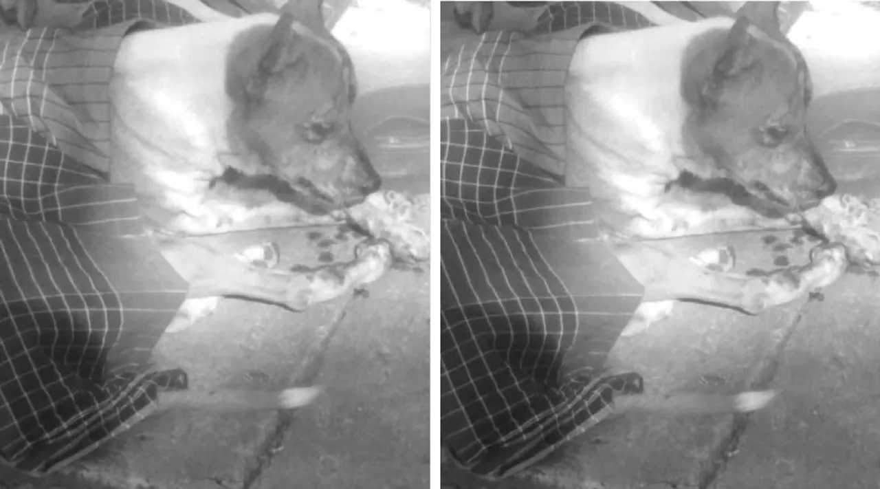 Pondy street dog
