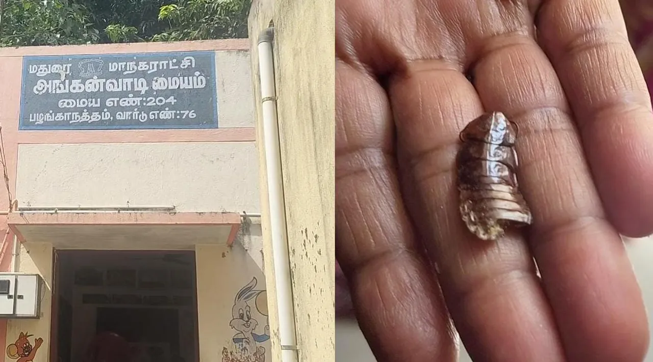 Cockroach