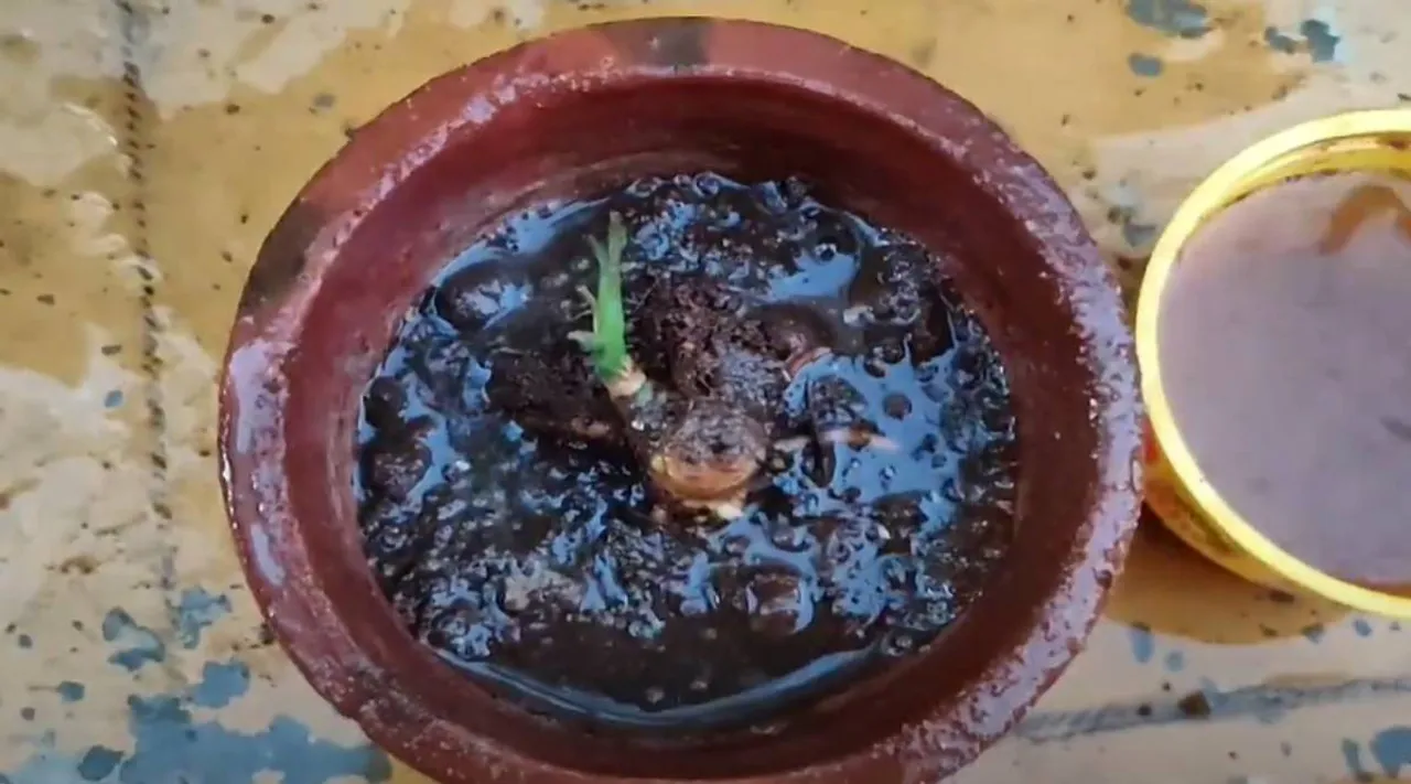 plant