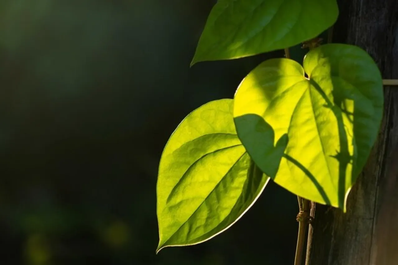 Betel leaf growing Home gardening