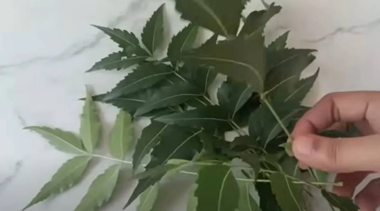 neem