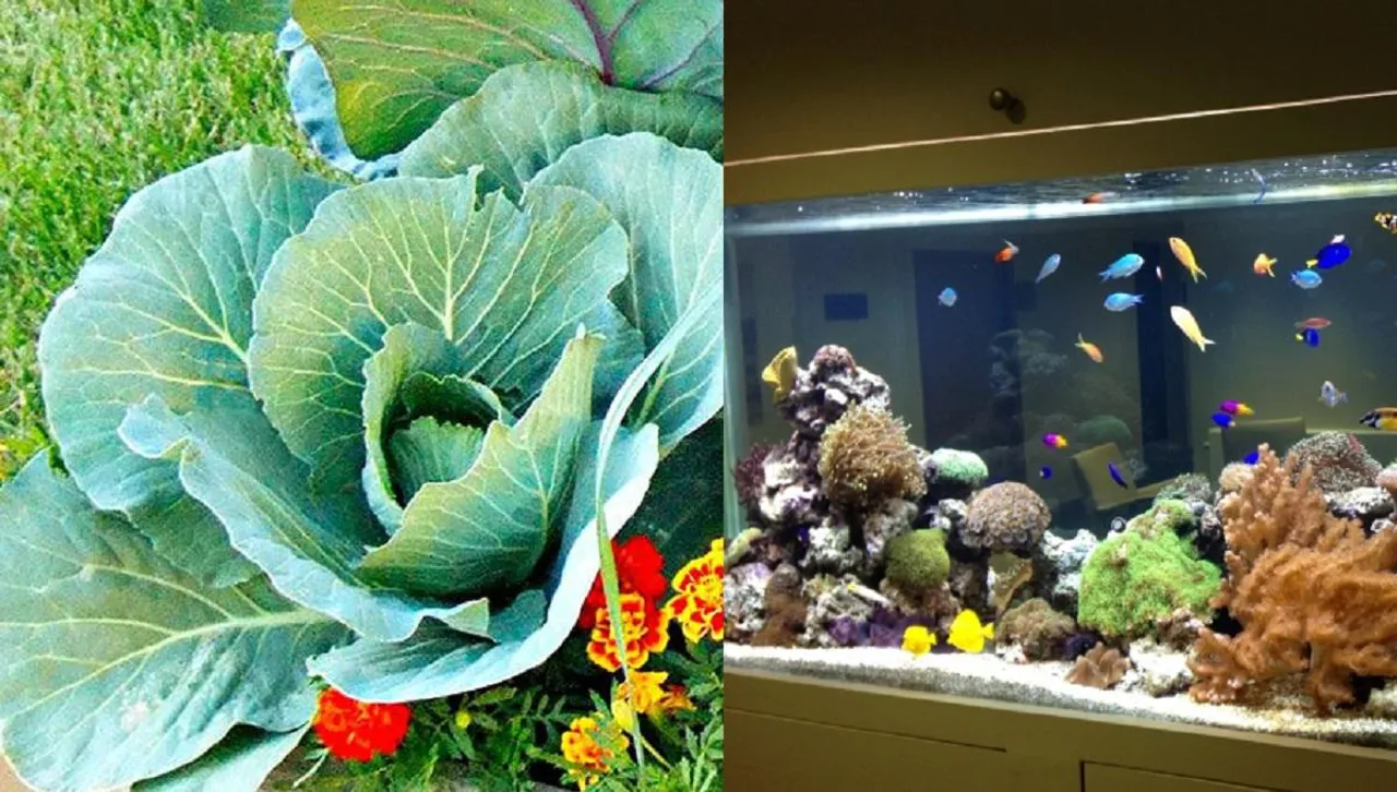 Fish tank water natural fertilizer
