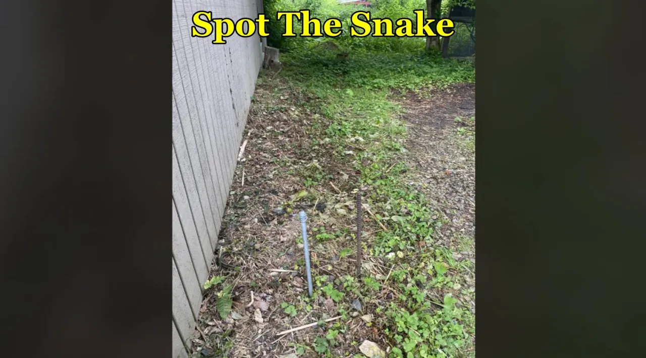 snake