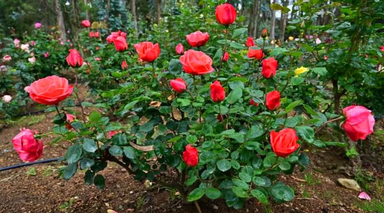 new rose plant, d