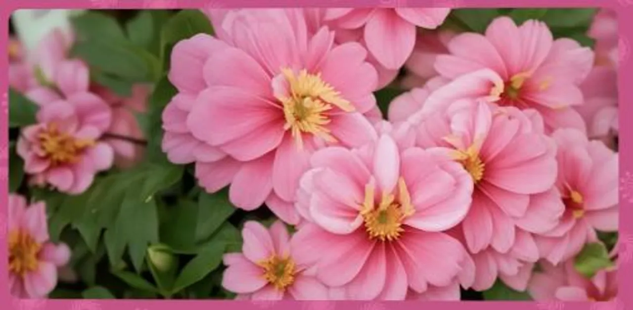 Flower 2