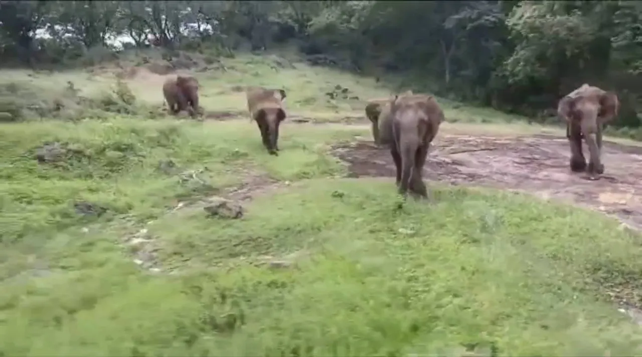 elephant