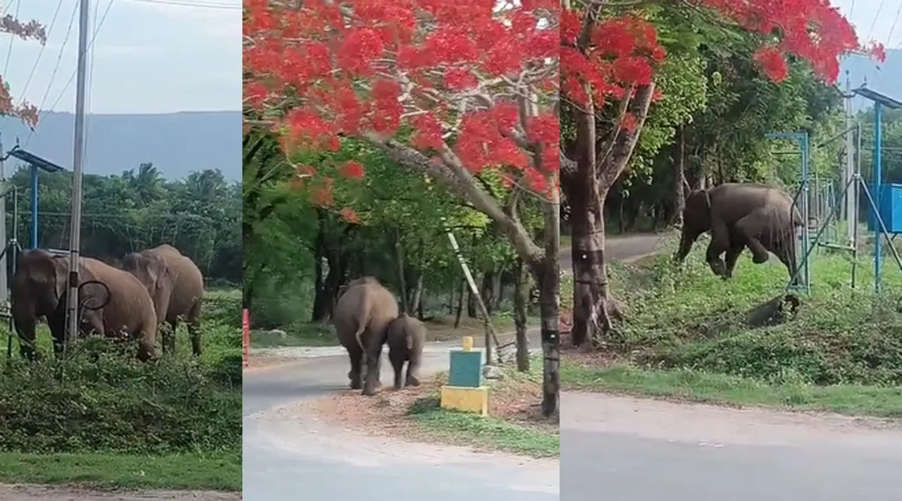 Elephant Line Man