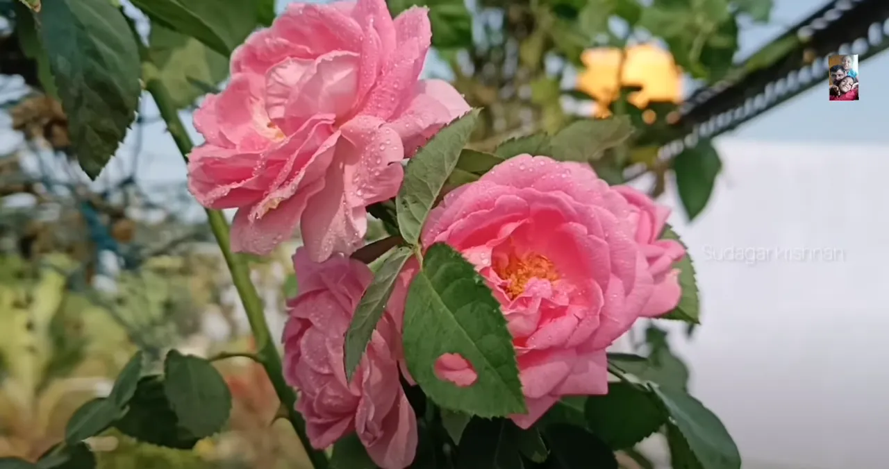 panneer rose