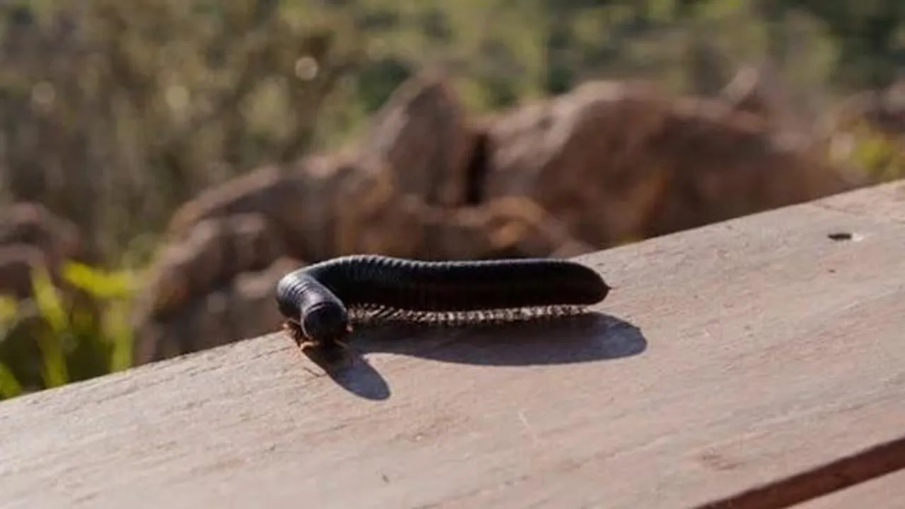 get rid of centipede or kaankhajura