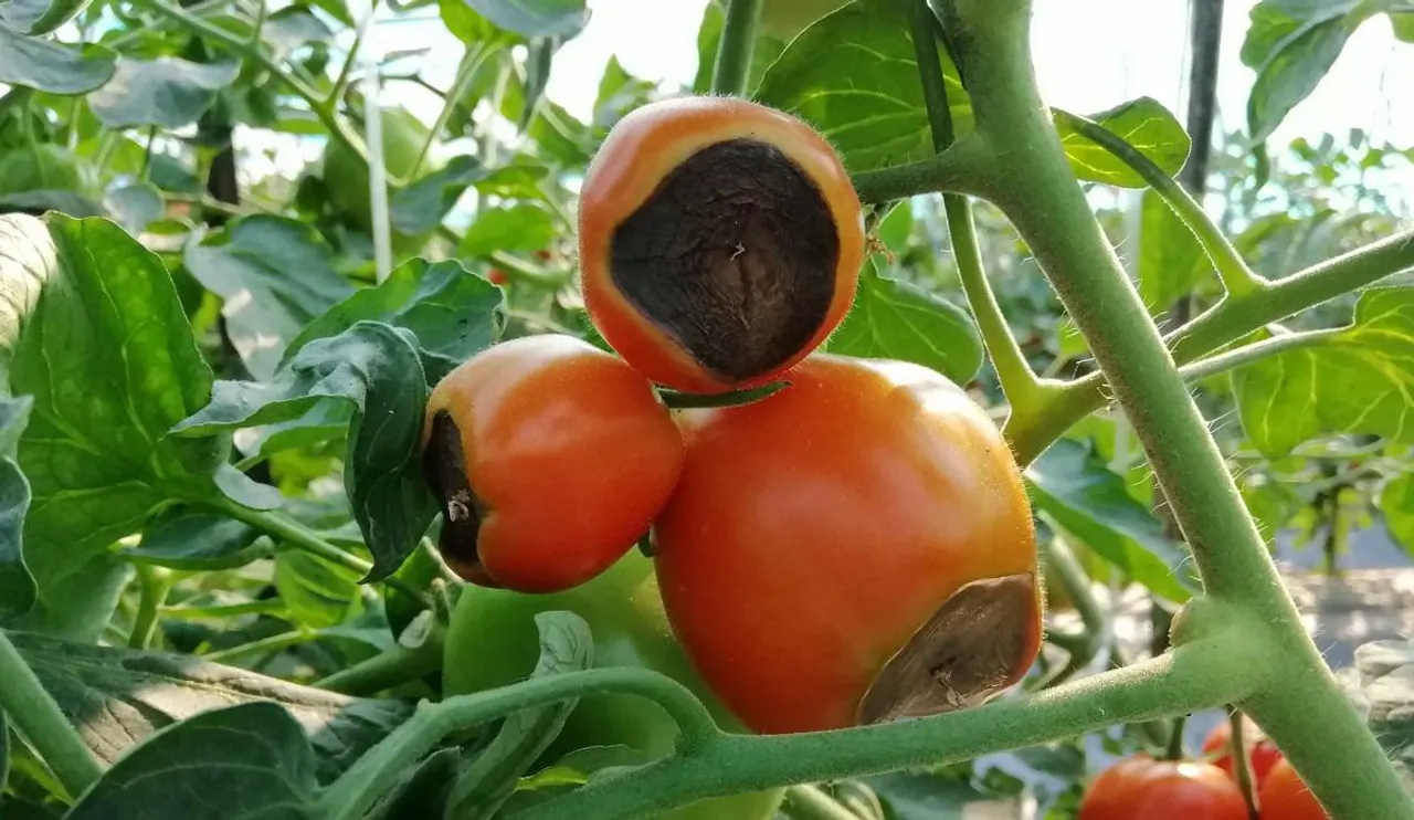 Eggshell fertilizer Gardening