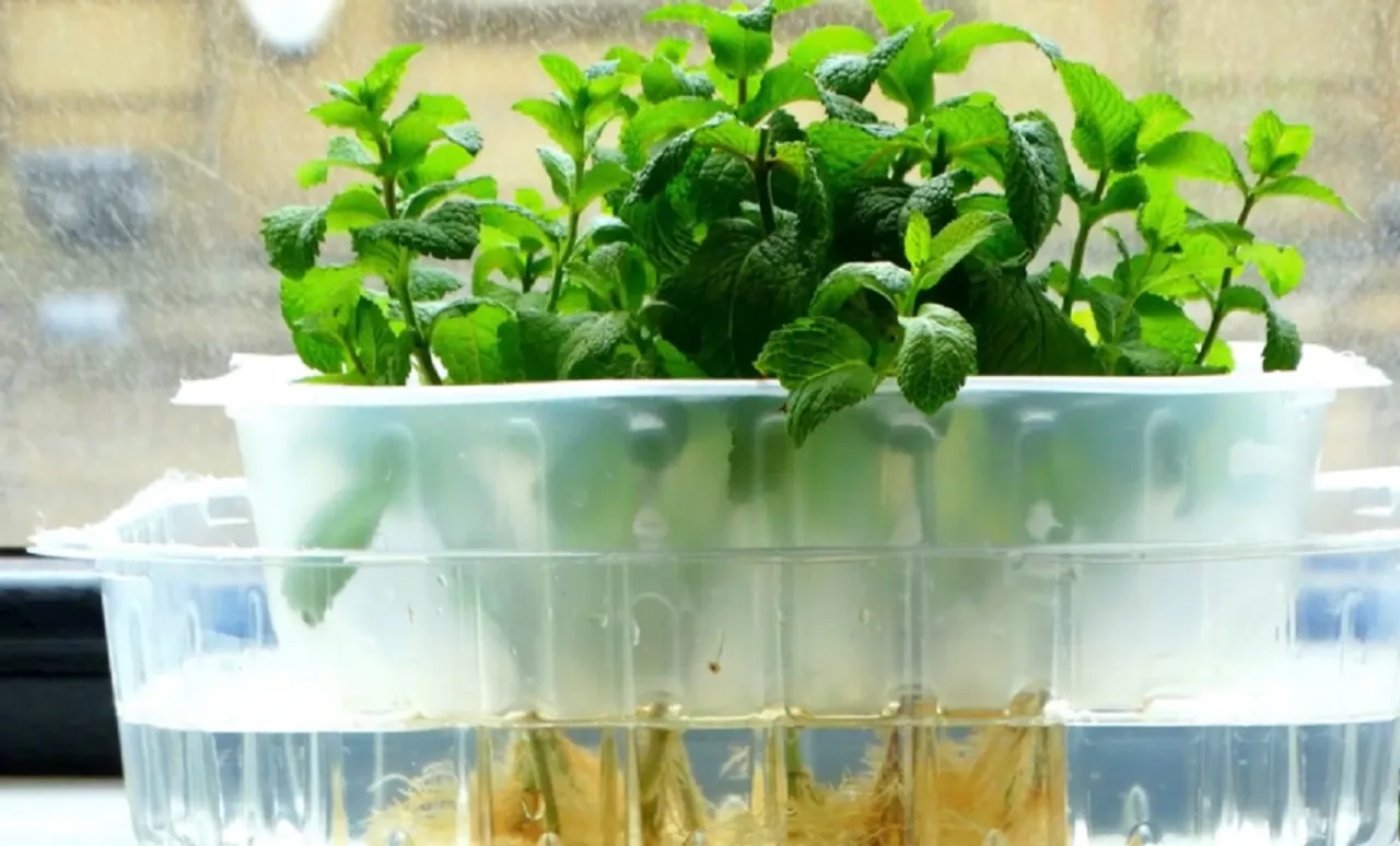 How To Grow Mint In Water 