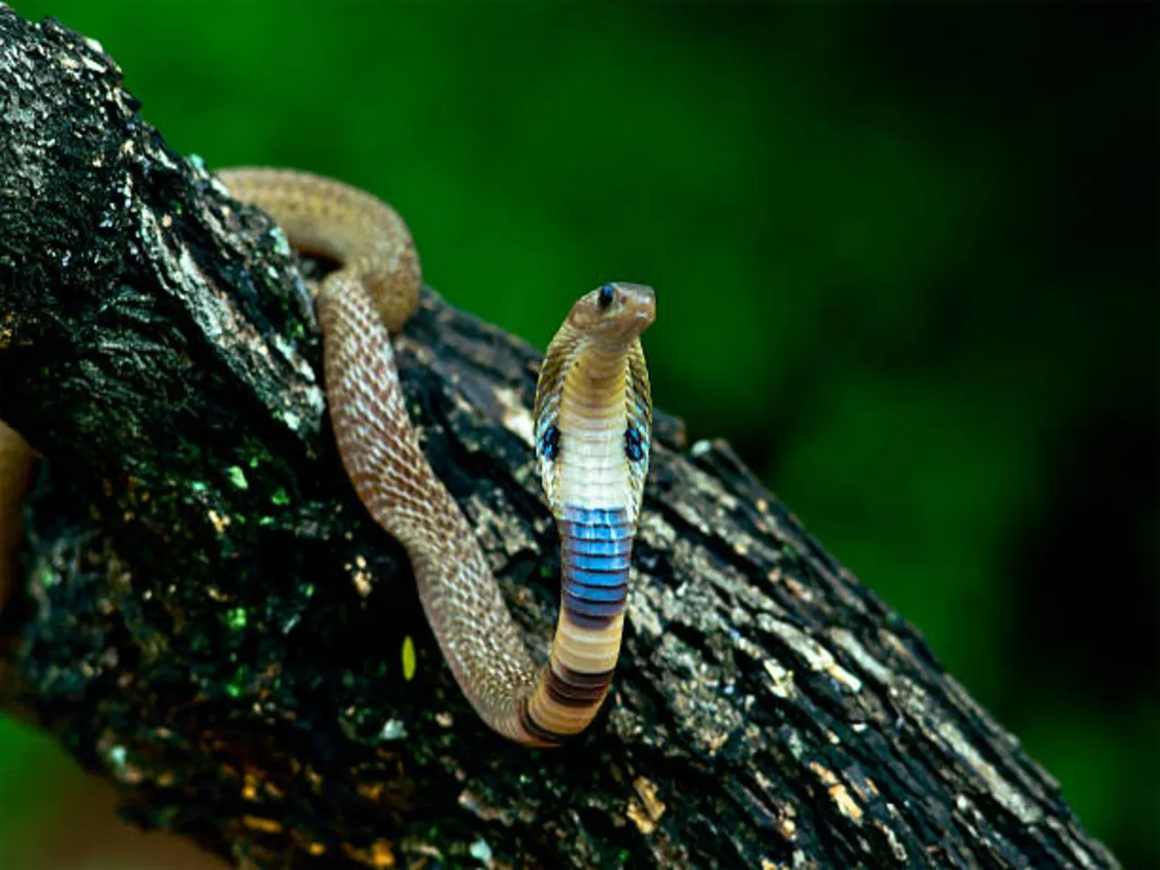 snake