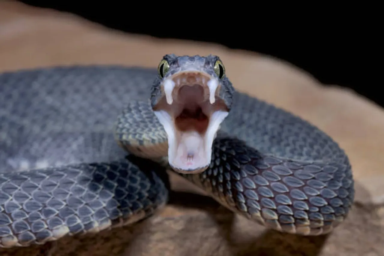 snake