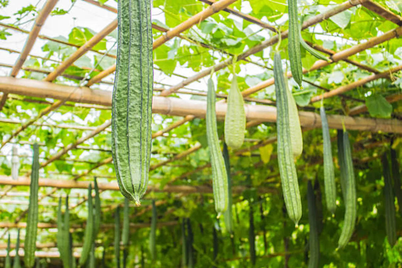 ridge gourd