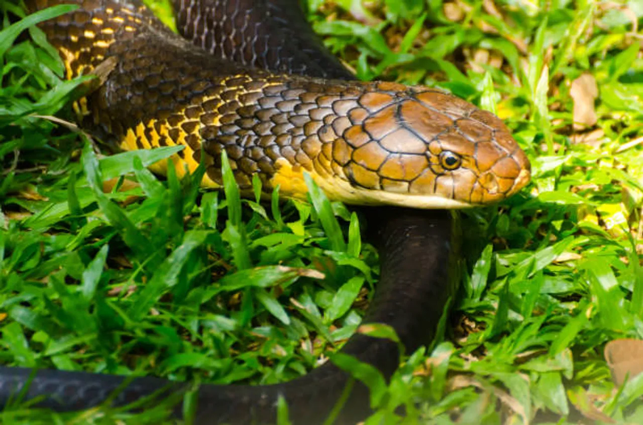 king cobra