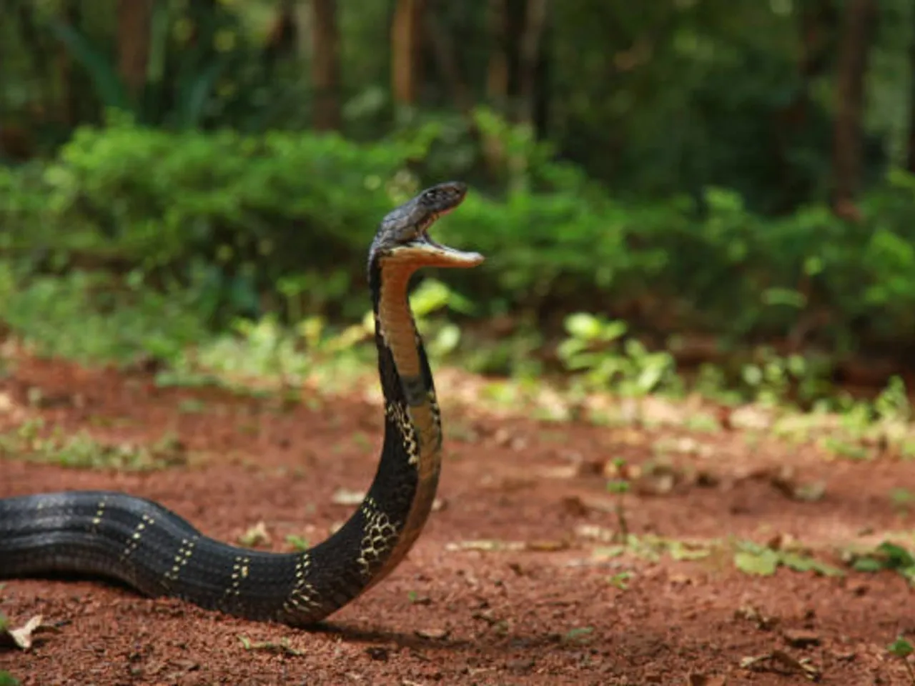 king cobra
