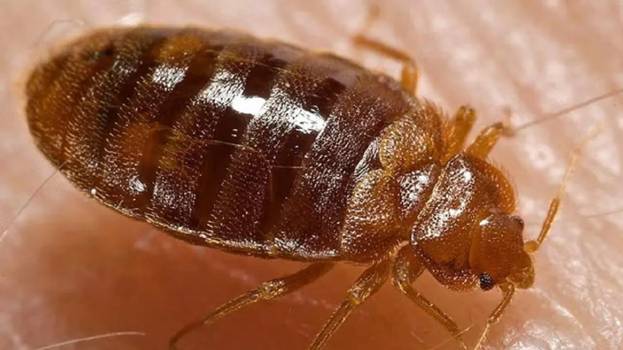 How to get rid of bed bugs moota poochi