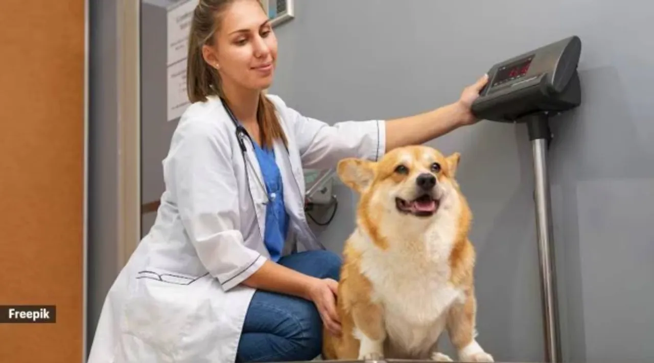 pet-obesity.psd