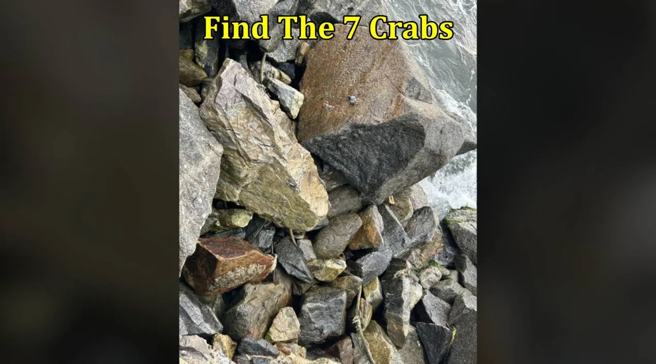 crabs