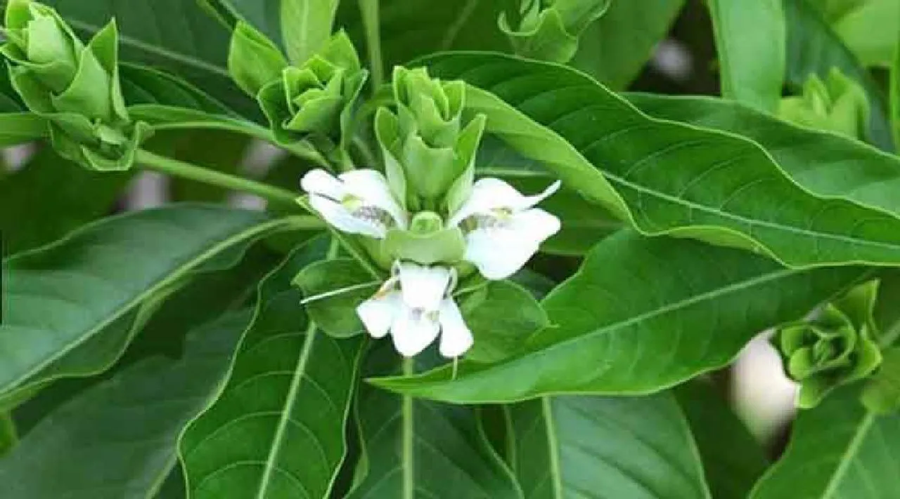 aadathodai