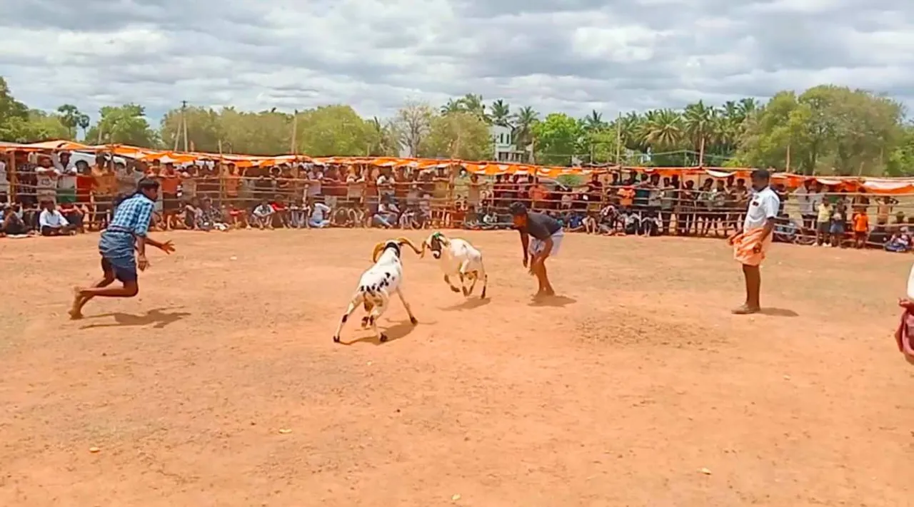 Sivagangai kida fight