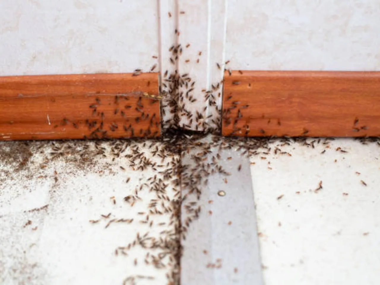 termites