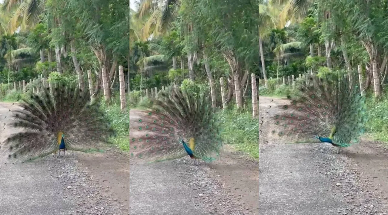 peacock