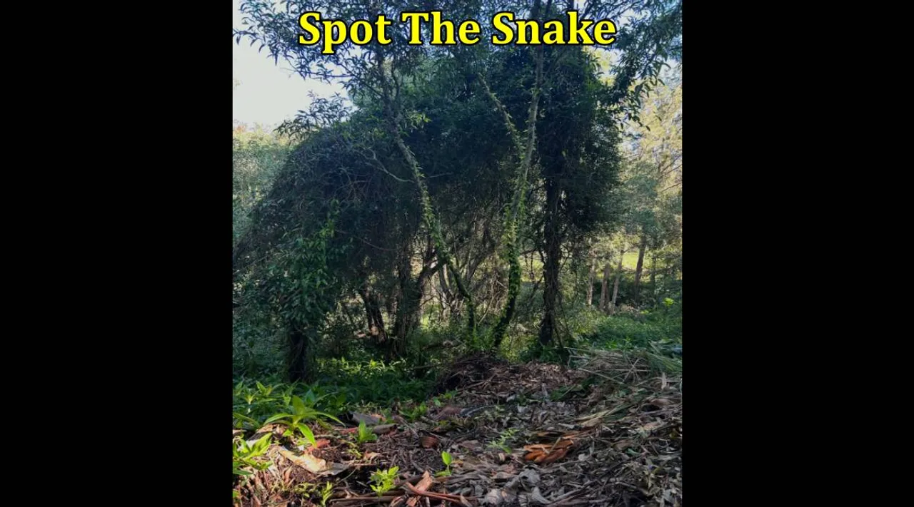 snake