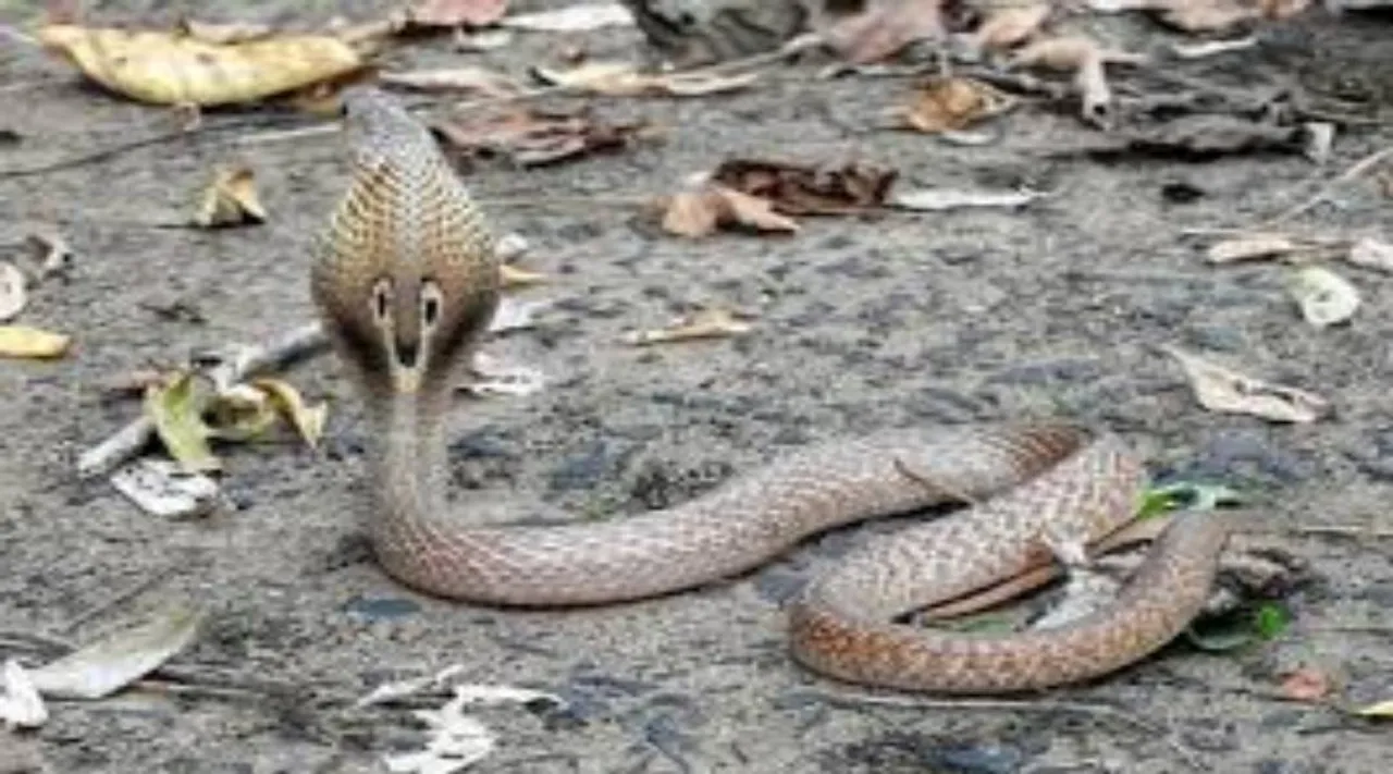 snake