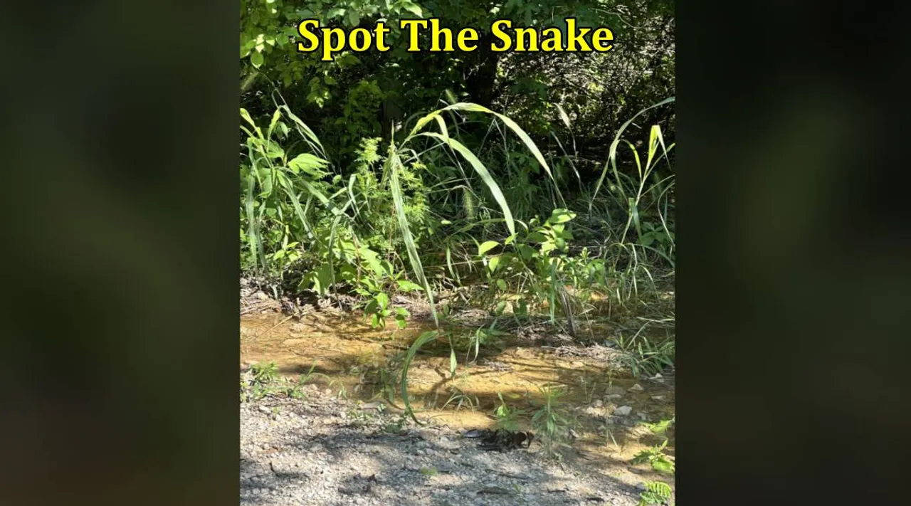 snake