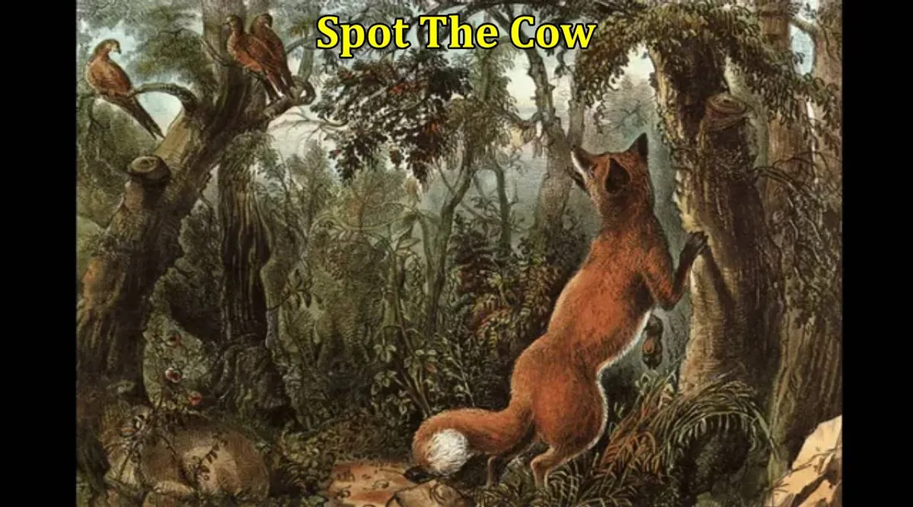 Cow 1