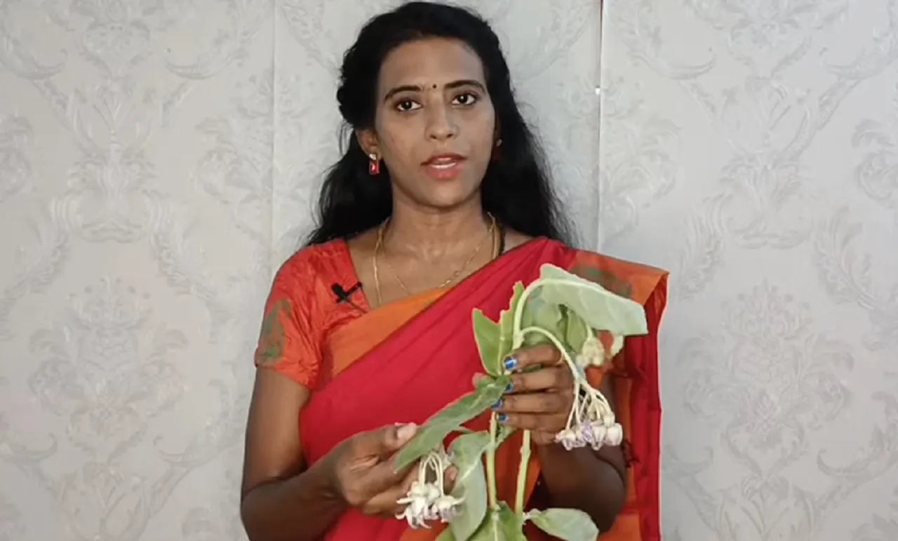 Erukkan Chedi benefits Ayurveda Doctor Mythili