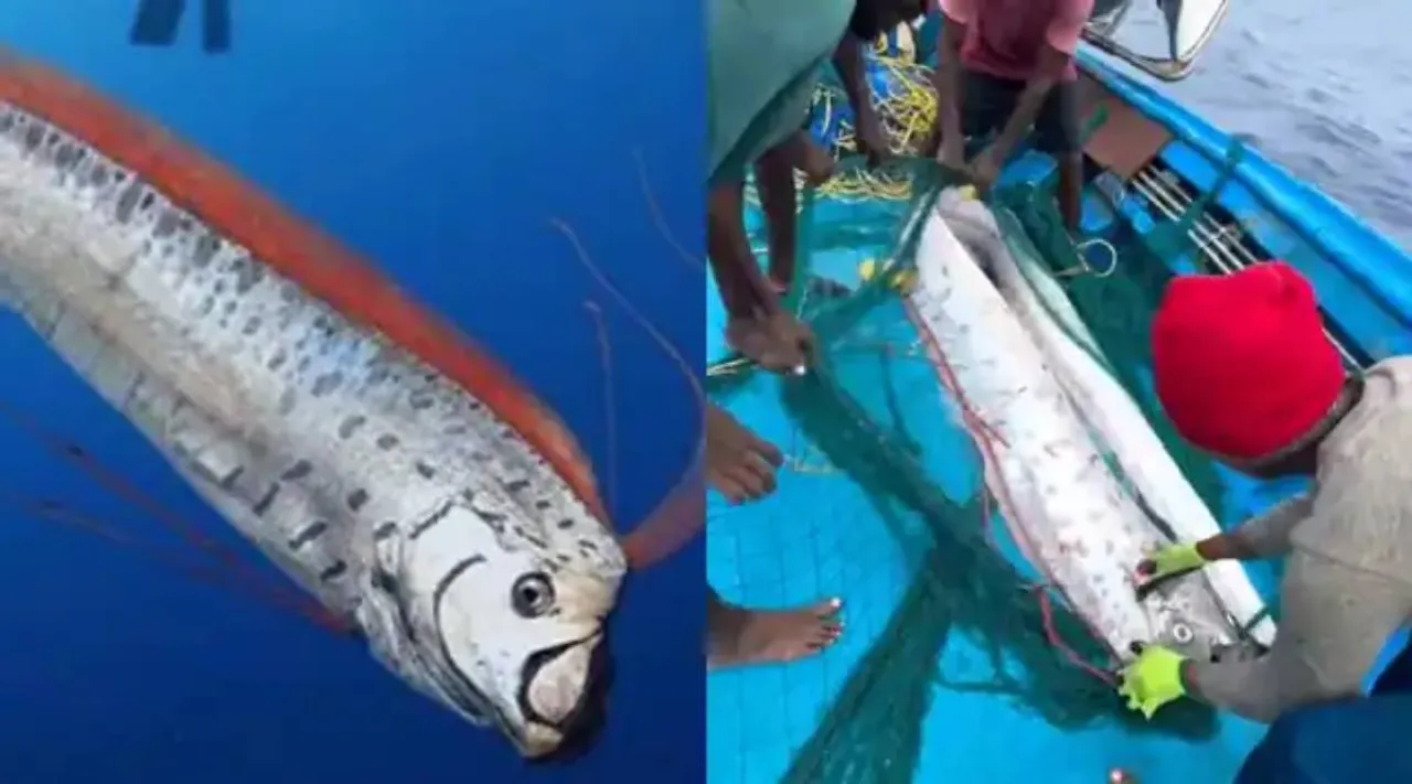 oarfish or doomsday fish