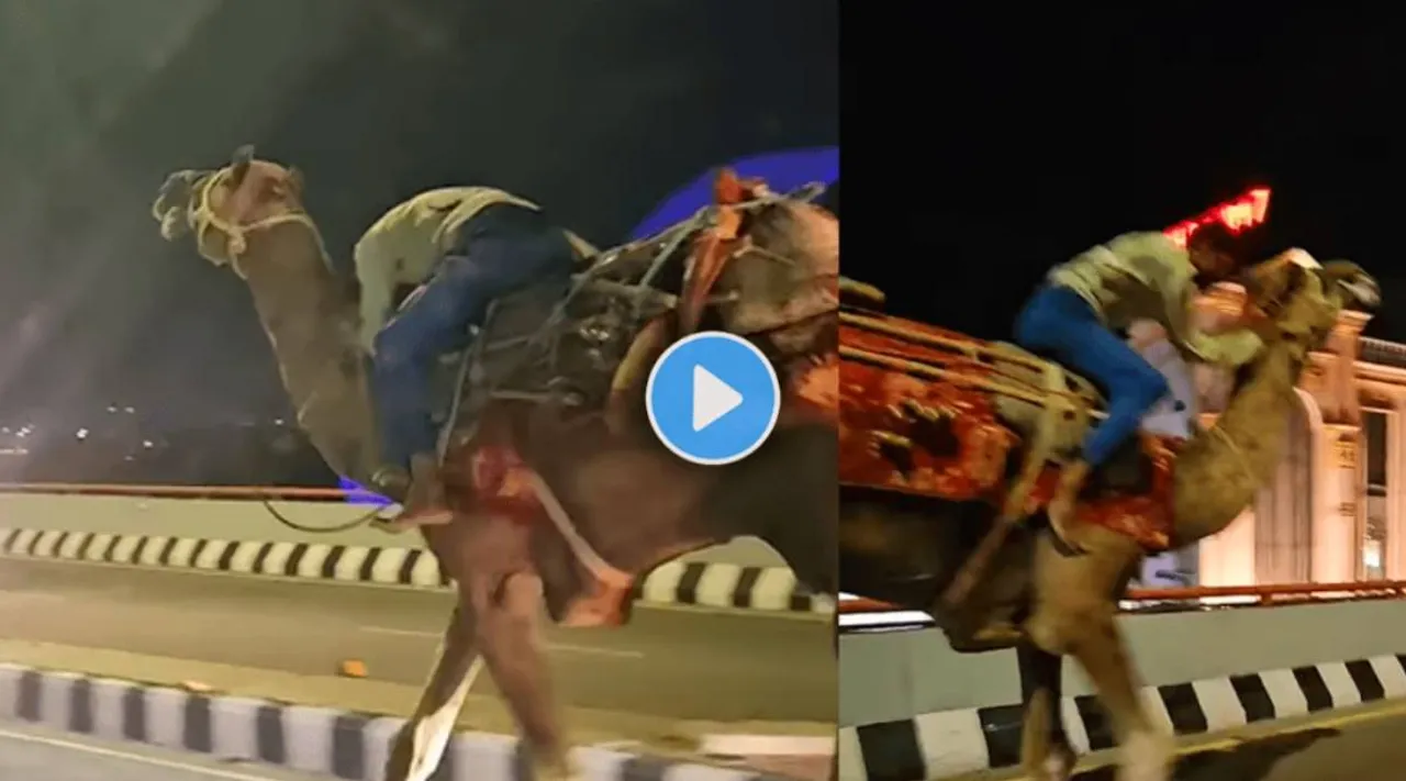 Drunk' Man Takes Camel