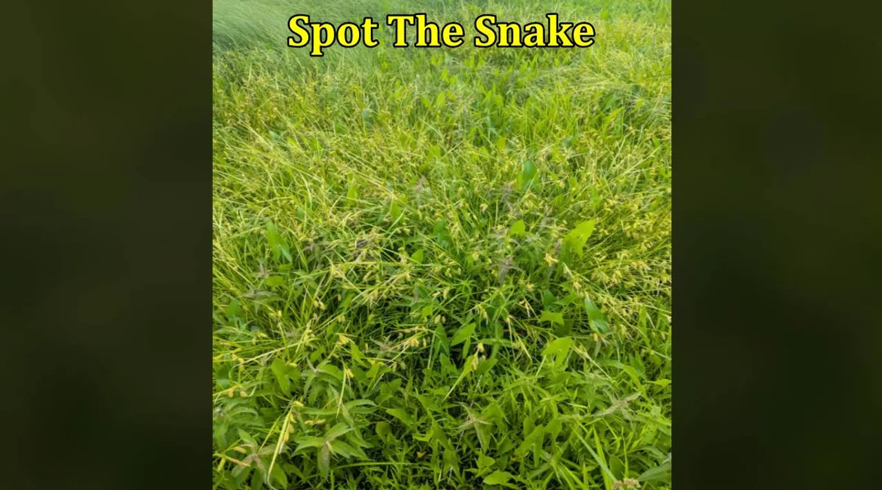 Spot The Snake X1