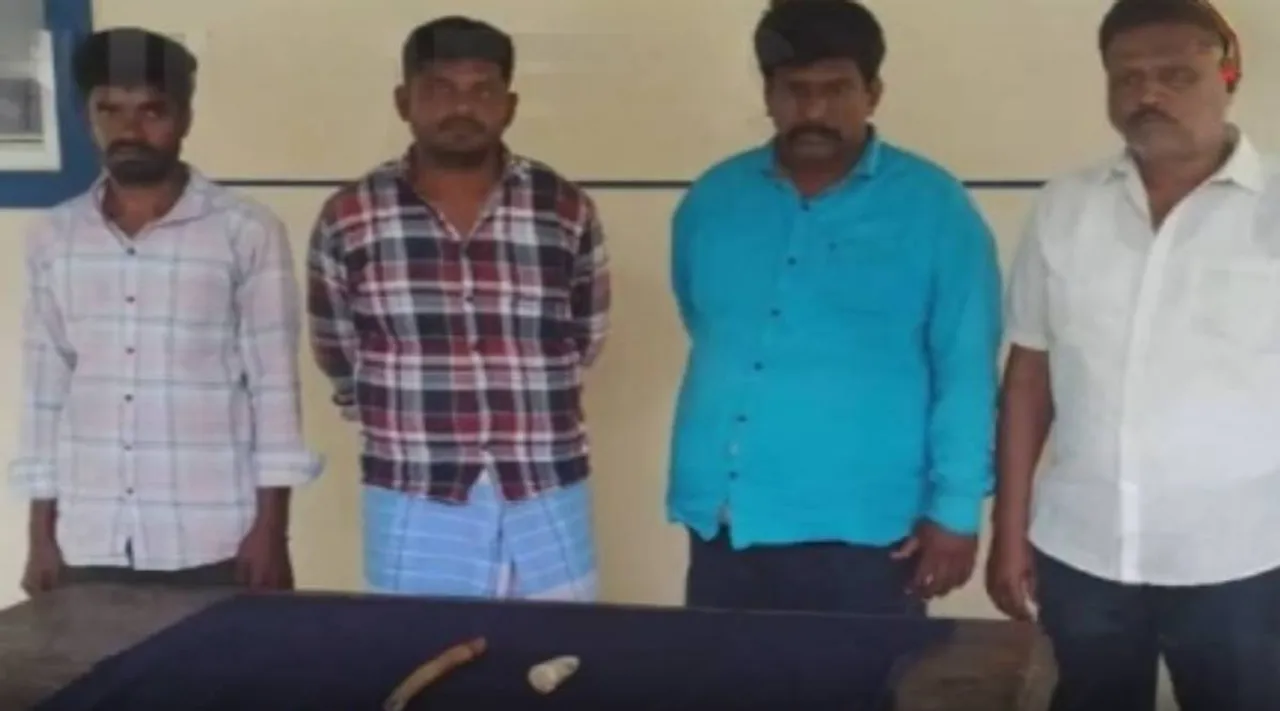 ivory seize arrest